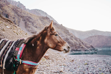 horses in Lake Ifni, Toubkal National Park in Morocco

