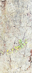 tree bark texture, tree bark texture background