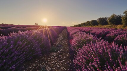 Walking through the lavender fields in Provence France during peak bloom with rows of purple stretching as far as the eye can see against a backdrop of
