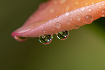 lluvia, aromas, flores