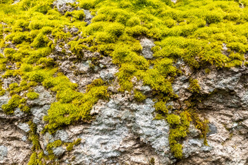 Fresh lush green moss on rock formation in spring season
