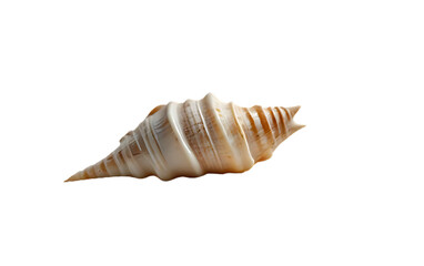 sea shell isolated on white