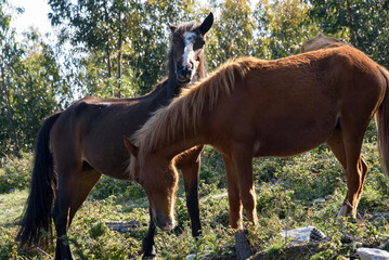 Fototapeta premium wild horses grazing in the Galician mountains