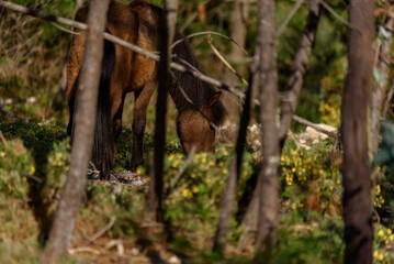 wild horses grazing in the Galician mountains