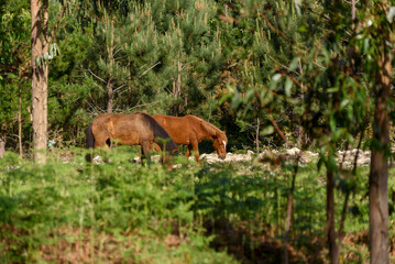 wild horses grazing in the Galician mountains