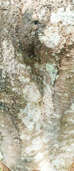 tree bark texture
