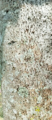 tree bark texture