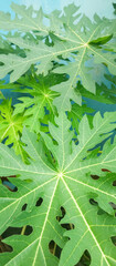 Obraz premium Green plant leaf texture, green plant leaf background