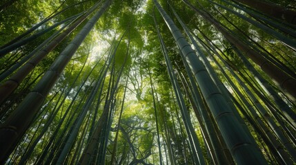 A serene hike through the bamboo forests of Arashiyama in Kyoto where the paths are lined with...