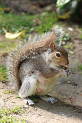 Grey Squirrel (Sciurus carolinensis)
