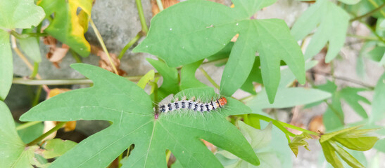caterpillar animal on a green leaf
