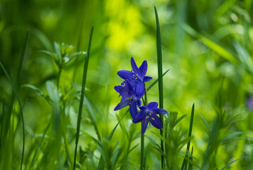 Wild fresh flowers Ixiolirion tartarus blue in a green sunny field in spring