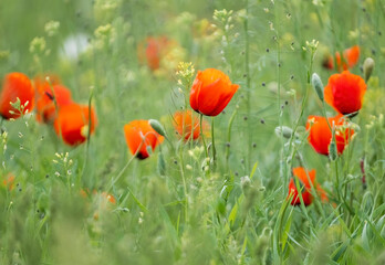 Beautiful red buds of poppies flowers in a green spring field
