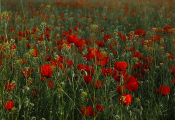 many wild beautiful red buds of poppy flowers in a green evening spring field