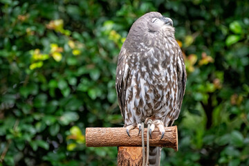 Barking owl, Ninox connivens, native Australian bird, close face expression, Currumbin sanctuary Gold Coast Queensland, family travel destination holiday vacation tourism