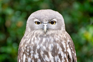 Barking owl, Ninox connivens, native Australian bird, close face expression, Currumbin sanctuary...