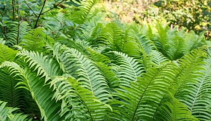 leaves of fern bushes in the forest