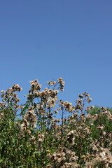 Plants growing in the fields in autumn.