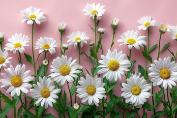 White daisies with green stems and leaves against a bright pink background, forming a natural pattern