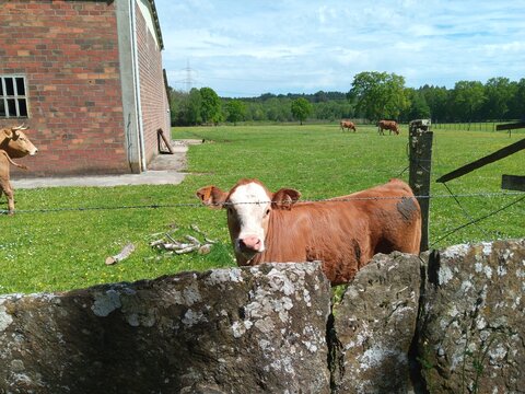 Ternera gallega en un prado en Galicia