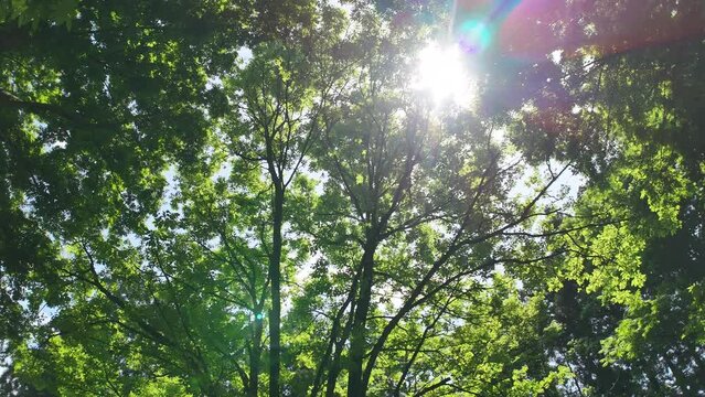 さわやかな森林の中を移動撮影　美しい自然　風景