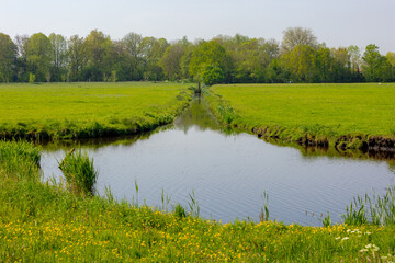 Spring landscape, Typical Dutch polder with flat and low land, Green meadow with wild flowers, Small canal or ditch and grass field, Ouderkerk aan de Amstel, Amsterdam, Countryside of the Netherlands.