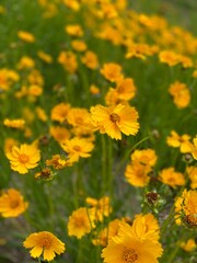 a field filled with yellow flowers next to a road side