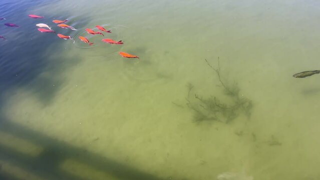 pesci rossi nel lago, red fishes in the lake 