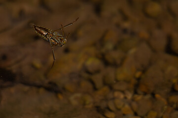 spider on the ground