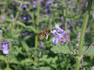 The European wool carder bee (Anthidium manicatum ssp.  nigrithorax), male feeding on catmint