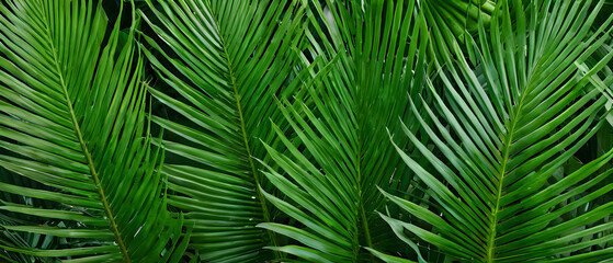 Summer tropical leaves. Abstract green tropical palm leaves texture, nature background. Palm tree leaves floral banner. 