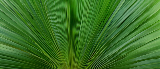 Obraz premium Summer tropical leaves. Abstract green tropical palm leaves texture, nature background. Palm tree leaves floral banner. 