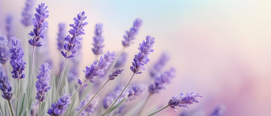Panoramic of Beautiful lavender field in soft focus. Romantic spring flower meadow background