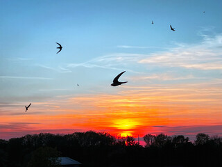 Silhouettes of forest with robins at sunset. Early evening scenery over the city with birds flying, photo with added light texture.