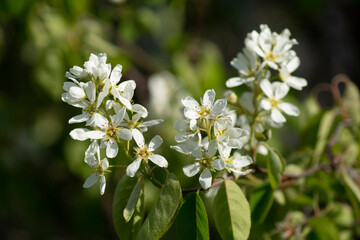 Blooming irga in the garden in the spring time