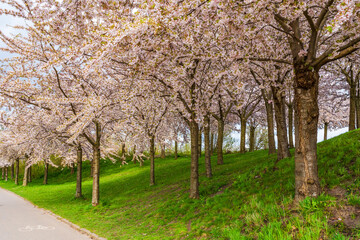 Beautiful cherry blossom trees in Langelinie park in Copenhagen, Denmark