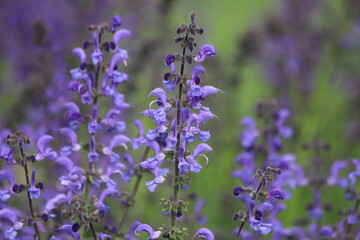 Salvia pratensis. Meadow sage, purple flowers on wild meadow.