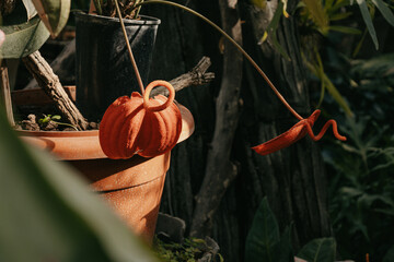 A closeup shot of an orange Anthurium plant in a pot, with black pots and green plants behind it