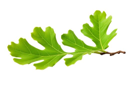 Green leaf of a plant isolated on a transparent background.