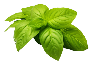 Green leaves of basil, isolated on transparent background
