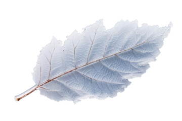 Skeleton leaf with delicate veins and a stem on a transparent background.