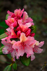 kwitnąca różanecznik, różowe kwiaty różnaecznika, Rhododendron 