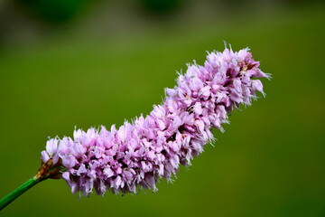 Rdest wężownik, różowy rdest, Bistorta officinalis, Persicaria bistorta, bistort, common bistort, European bistort, meadow bistort © kateej