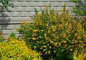 Żarnowiec  odmiana Apricot Gem, zółte kwiaty żarnowca, kwitnący żarnowiec, Cytisus, Cytisus Apricot Gem variety, yellow broom flowers, flowering broom, © kateej