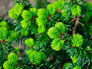 młode pędy jodły wiosną, young fir shoots, Abies, Sprouts of an evergreen coniferous tree in spring, young green shoots on the branches of coniferous trees, young fir growths in spring © kateej