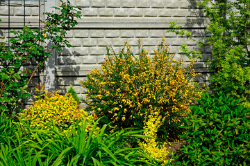 Żarnowiec  odmiana Apricot Gem, zółte kwiaty żarnowca, kwitnący żarnowiec w ogrodzie, Cytisus 
