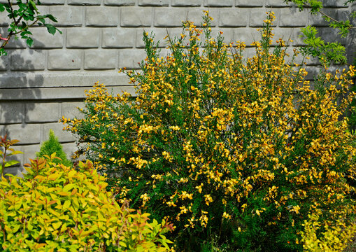 Żarnowiec  odmiana Apricot Gem, z&oacute;łte kwiaty żarnowca, kwitnący żarnowiec, Cytisus, Cytisus Apricot Gem variety, yellow broom flowers, flowering broom,
