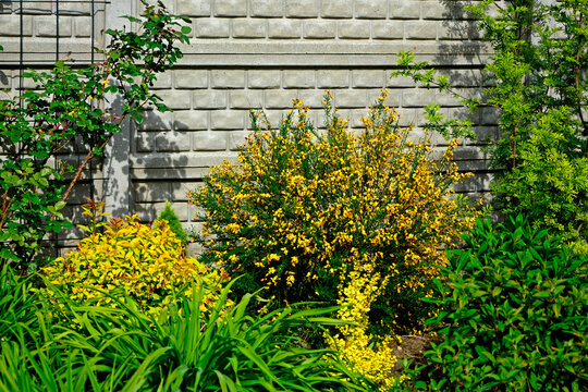 Żarnowiec  odmiana Apricot Gem, z&oacute;łte kwiaty żarnowca, kwitnący żarnowiec w ogrodzie, Cytisus , common broom