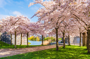 Beautiful cherry blossom trees in Langelinie park in Copenhagen, Denmark