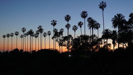 Silhouetted palm trees against a setting sun in the distance.